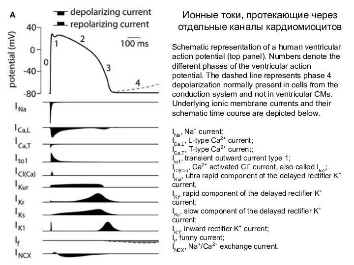 Schematic representation of a human ventricular action potential (top panel). Numbers denote the