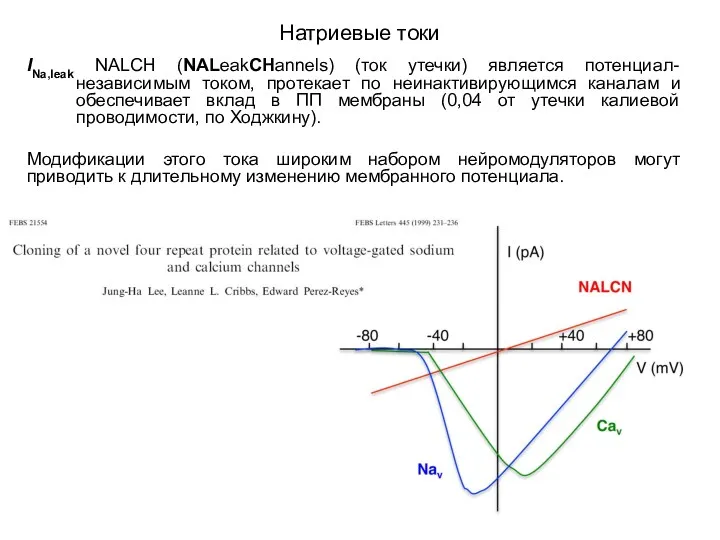 Натриевые токи INa,leak NALCH (NALeakCHannels) (ток утечки) является потенциал-независимым током, протекает по неинактивирующимся