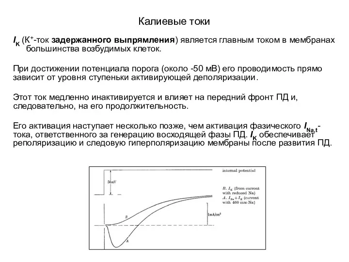 Калиевые токи IK (К+-ток задержанного выпрямления) является главным током в мембранах большинства возбудимых