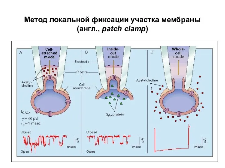 Метод локальной фиксации участка мембраны (англ., patch clamp)