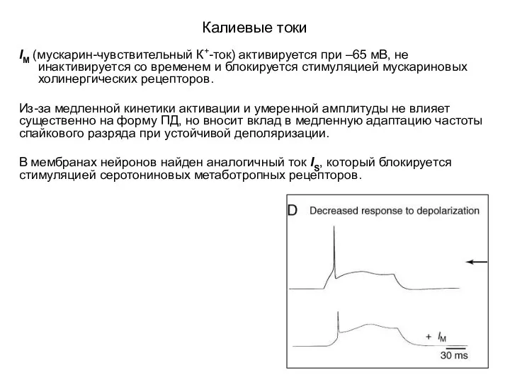 Калиевые токи IM (мускарин-чувствительный К+-ток) активируется при –65 мВ, не инактивируется со временем