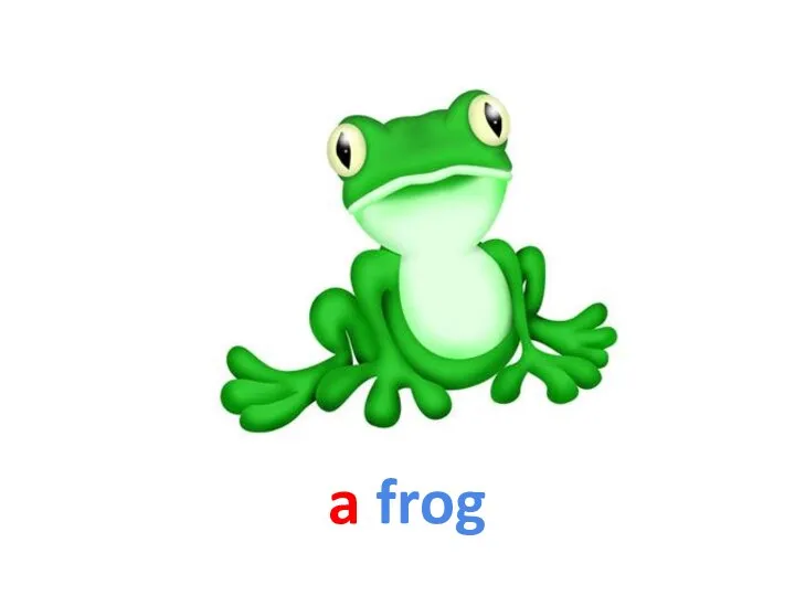 a frog