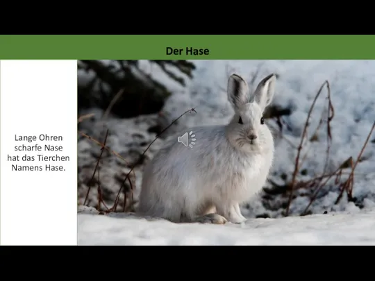 Lange Ohren scharfe Nase hat das Tierchen Namens Hase. Der Hase