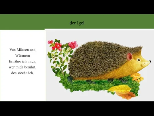 der Igel Von Mäusen und Würmern Ernähre ich mich, wer mich berührt, den steche ich.