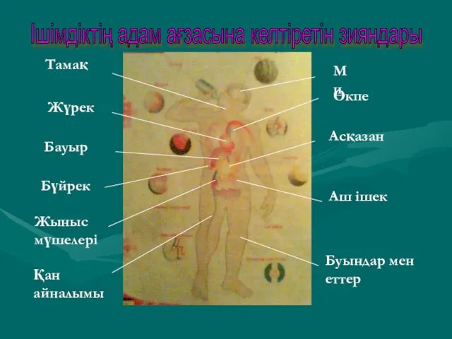 Ішімдіктің адам ағзасына келтіретін зияндары Ми Өкпе Асқазан Аш ішек