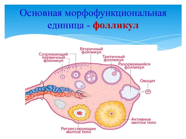 Основная морфофункциональная единица - фолликул