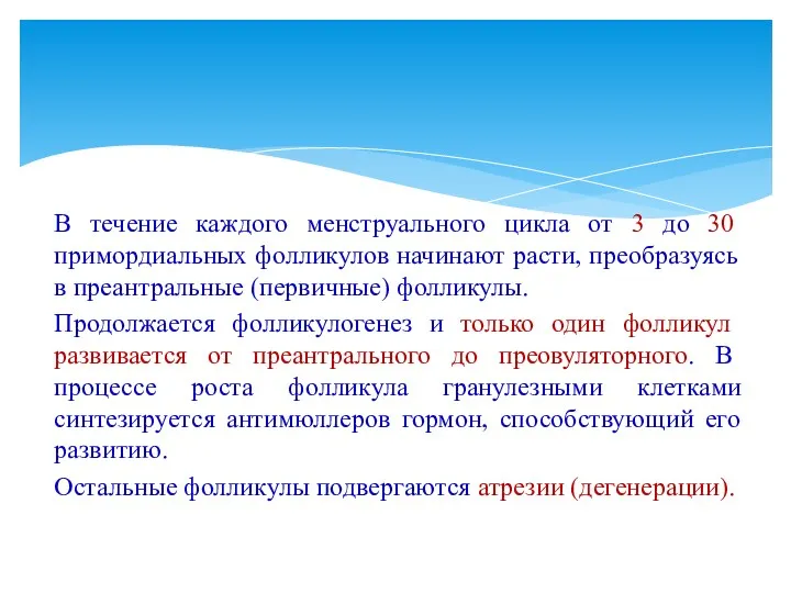 В течение каждого менструального цикла от 3 до 30 примордиальных