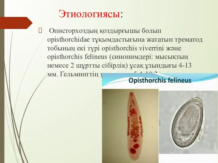 Этиологиясы: Описторхоздың қоздырғышы болып opisthorchidae тұқымдастығына жататын трематод тобының екі