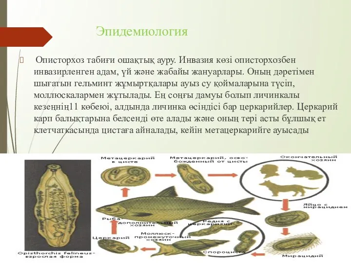 Эпидемиология Описторхоз табиғи ошақтық ауру. Инвазия көзі описторхозбен инвазирленген адам,