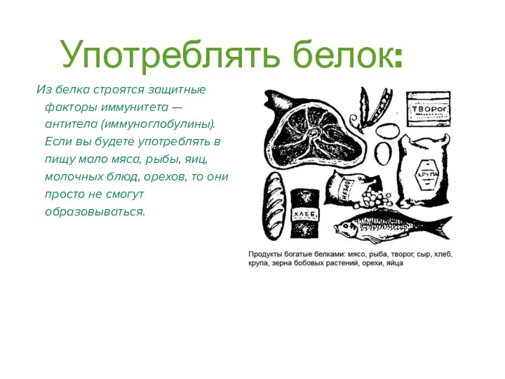 Употреблять белок: Из белка строятся защитные факторы иммунитета — антитела