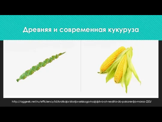 Древняя и современная кукуруза http://aggeek.net/ru/efficiency/id/kratkaja-istorija-selskogo-hozjajstva-ot-neolita-do-pokorenija-marsa-220/