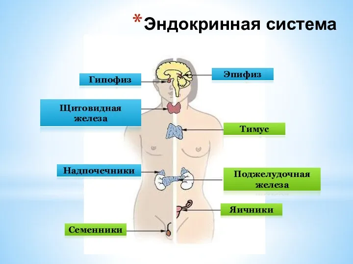 Гипофиз Щитовидная железа Тимус Эпифиз Надпочечники Семенники Поджелудочная железа Яичники Эндокринная система