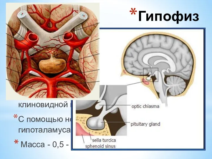 – центральная железа эндокринной системы («дирижёр всех гормонов»). Является частью