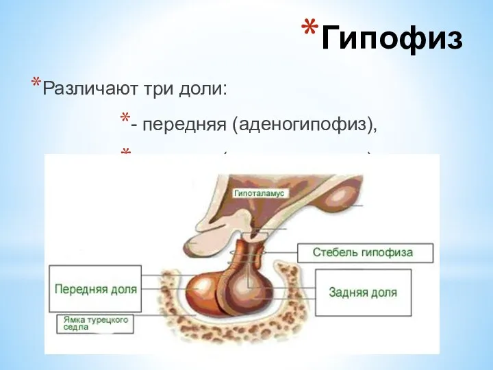 Различают три доли: - передняя (аденогипофиз), - средняя (промежуточная), - задняя (нейрогипофиз). Гипофиз