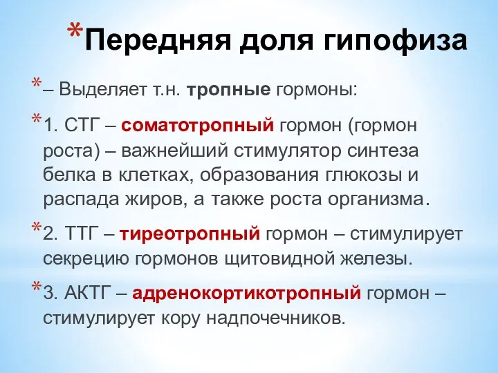 – Выделяет т.н. тропные гормоны: 1. СТГ – соматотропный гормон