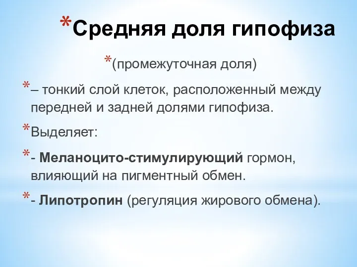 (промежуточная доля) – тонкий слой клеток, расположенный между передней и