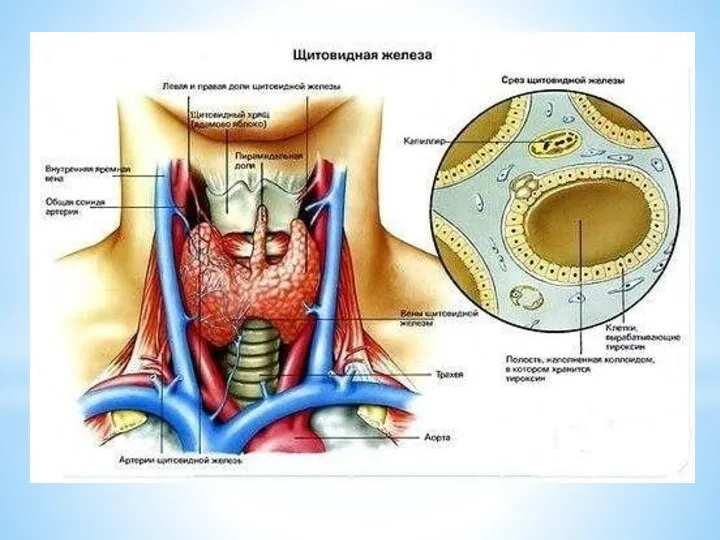 Щитовидная железа