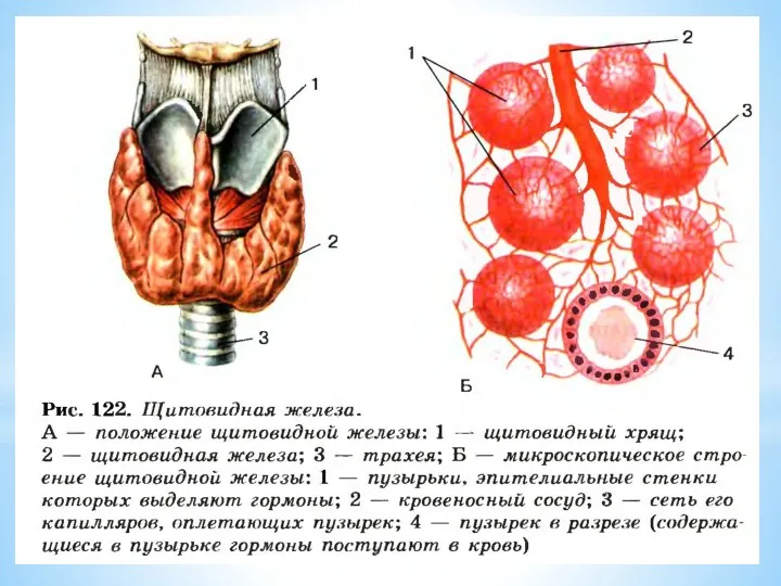 Щитовидная железа