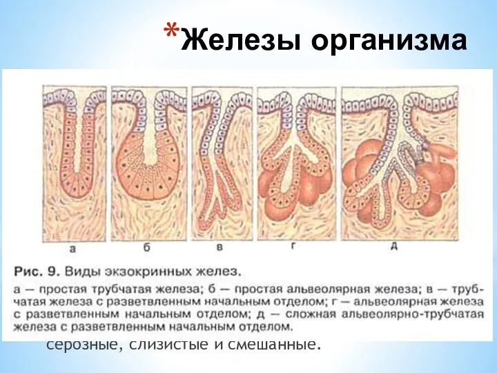 Железы (лат. glandulae) – паренхиматозные органы, вырабатывающие секреты (биологически активные