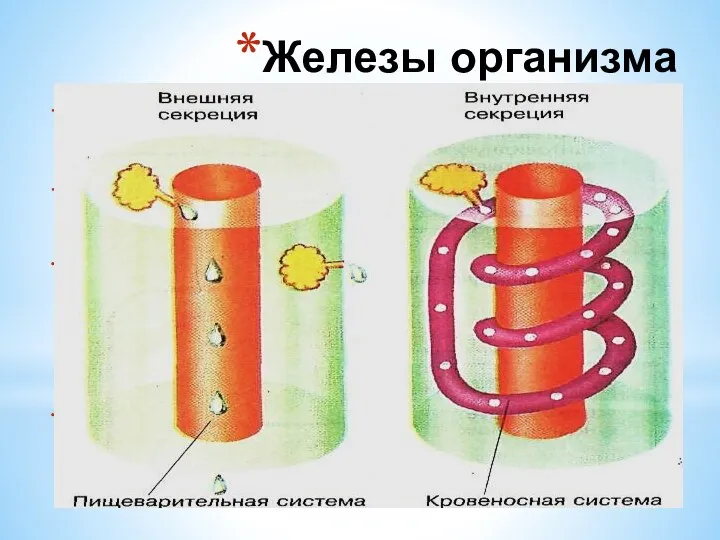 Морфологически и функционально различают железы внешней секреции, или экзокринные, и