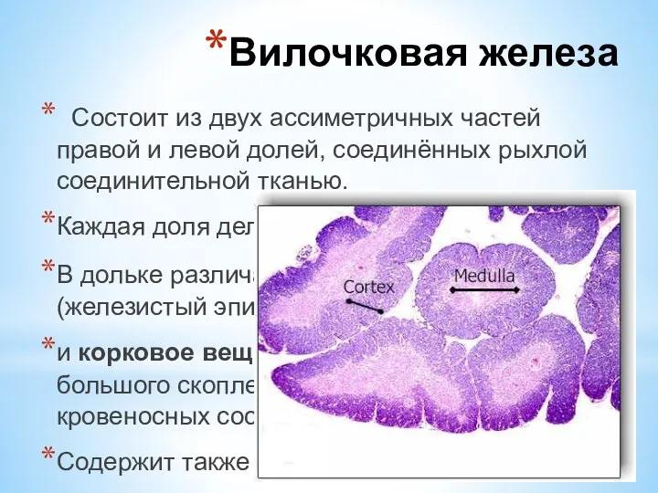 Состоит из двух ассиметричных частей правой и левой долей, соединённых