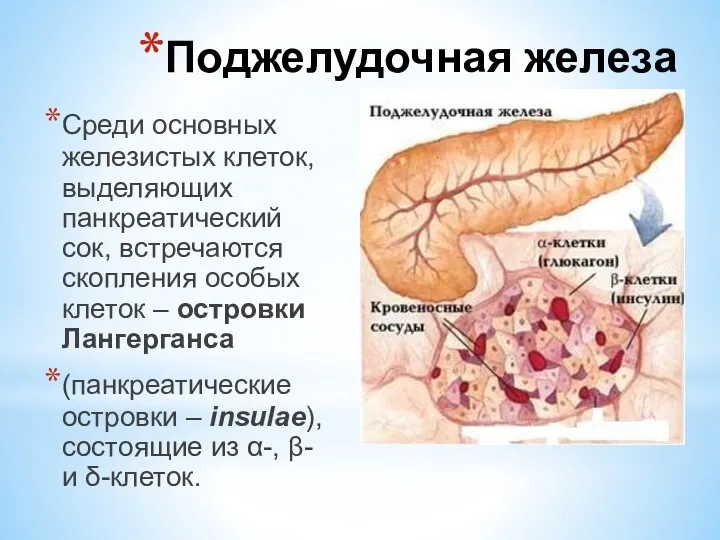 Среди основных железистых клеток, выделяющих панкреатический сок, встречаются скопления особых