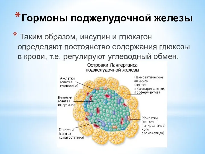 Таким образом, инсулин и глюкагон определяют постоянство содержания глюкозы в