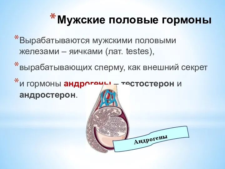 Вырабатываются мужскими половыми железами – яичками (лат. testes), вырабатывающих сперму,