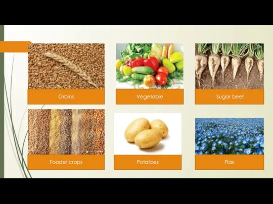 Grains Vegetable Sugar beet Fooder crops Potatoes Flax