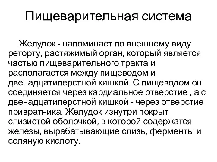 Пищеварительная система Желудок - напоминает по внешнему виду реторту, растяжимый