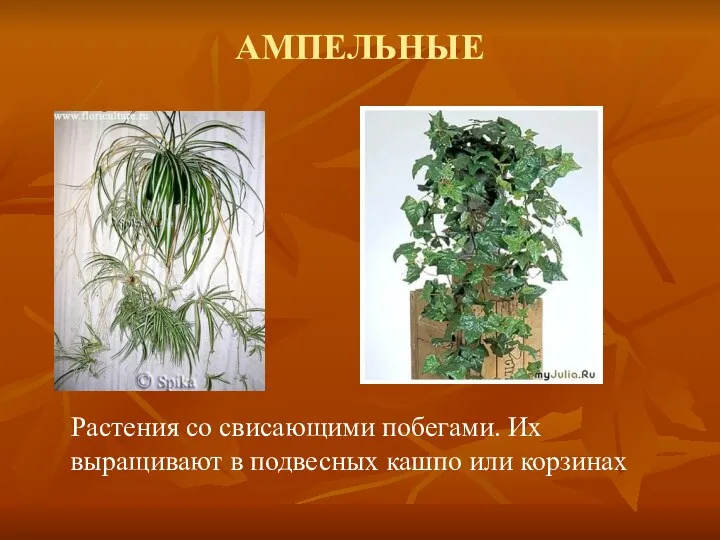 АМПЕЛЬНЫЕ Растения со свисающими побегами. Их выращивают в подвесных кашпо или корзинах