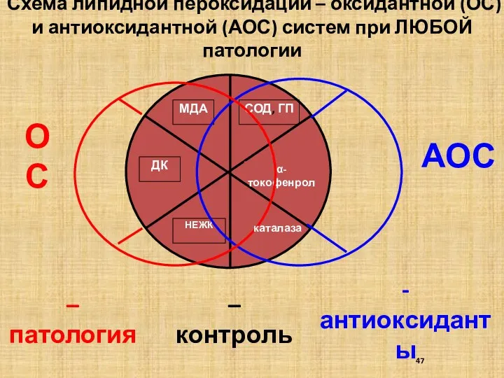 Схема липидной пероксидации – оксидантной (ОС) и антиоксидантной (АОС) систем