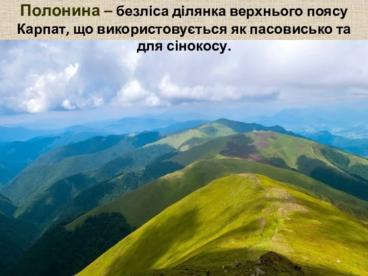 Полонина – безліса ділянка верхнього поясу Карпат, що використовується як пасовисько та для сінокосу.