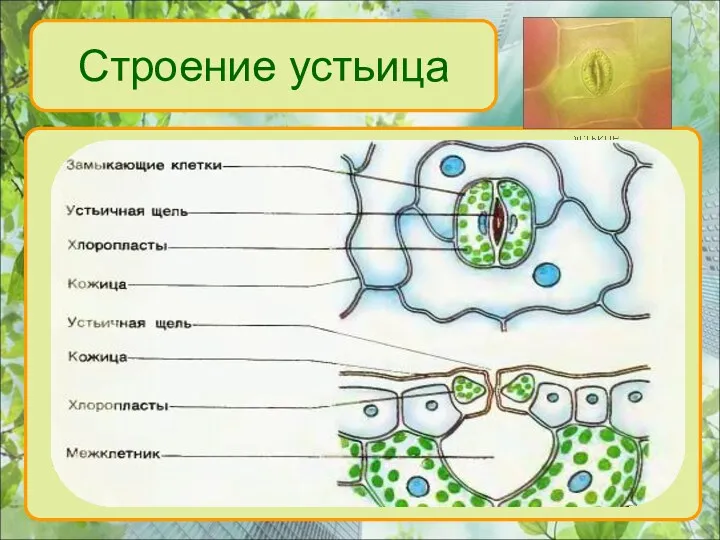 Строение устьица устьице закрытое устьице открытое