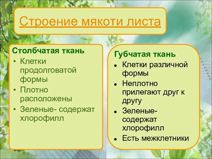 Строение мякоти листа Столбчатая ткань Клетки продолговатой формы Плотно расположены