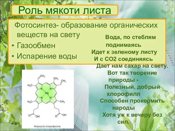 Роль мякоти листа Фотосинтез- образование органических веществ на свету Газообмен