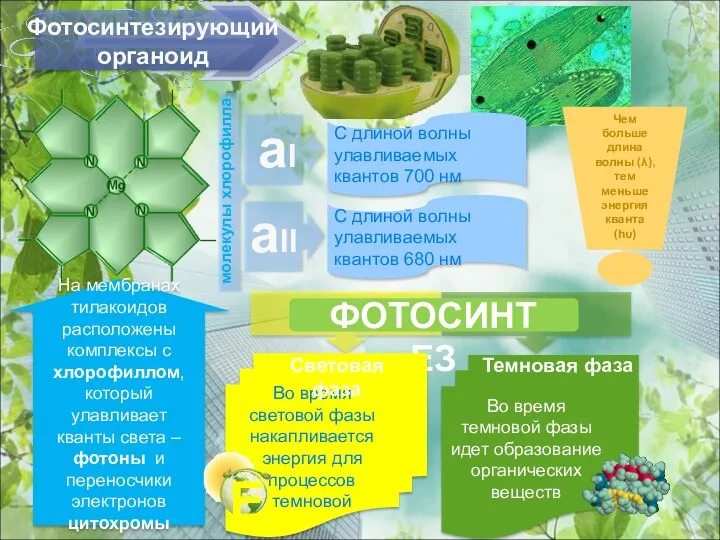 Фотосинтезирующий органоид На мембранах тилакоидов расположены комплексы с хлорофиллом, который