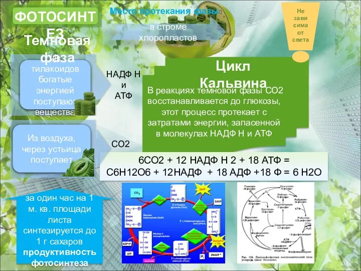 В реакциях темновой фазы СО2 восстанавливается до глюкозы, этот процесс