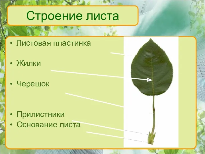 Листовая пластинка Жилки Черешок Прилистники Основание листа Строение листа