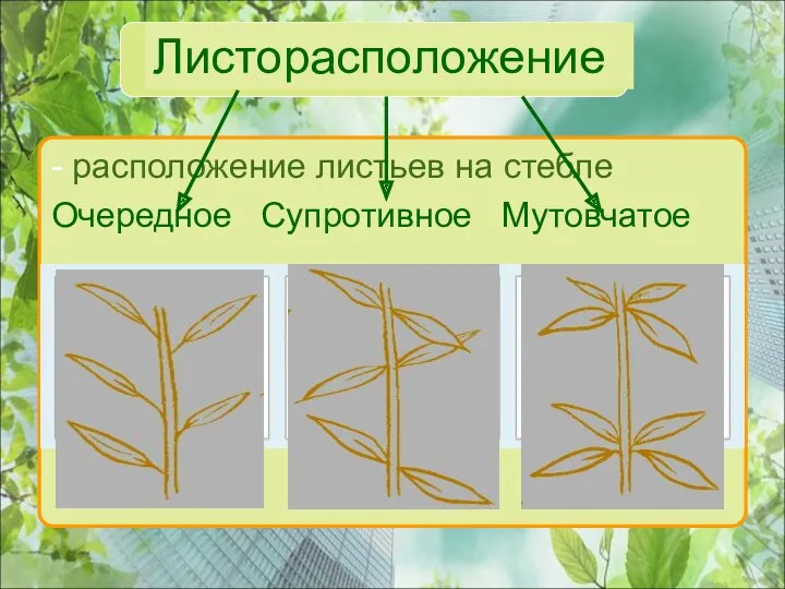 Листорасположение - расположение листьев на стебле Очередное Супротивное Мутовчатое