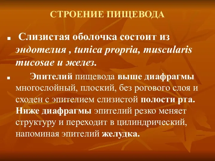 СТРОЕНИЕ ПИЩЕВОДА Слизистая оболочка состоит из эндотелия , tunica propria,