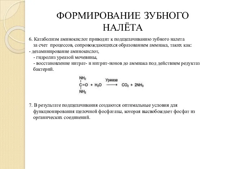 6. Катаболизм аминокислот приводит к подщелачиванию зубного налета за счет