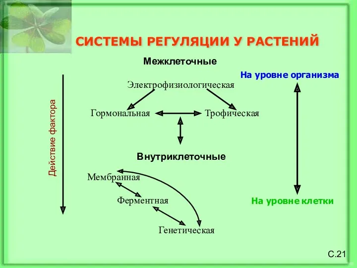 СИСТЕМЫ РЕГУЛЯЦИИ У РАСТЕНИЙ Межклеточные Электрофизиологическая Гормональная Трофическая Внутриклеточные Мембранная