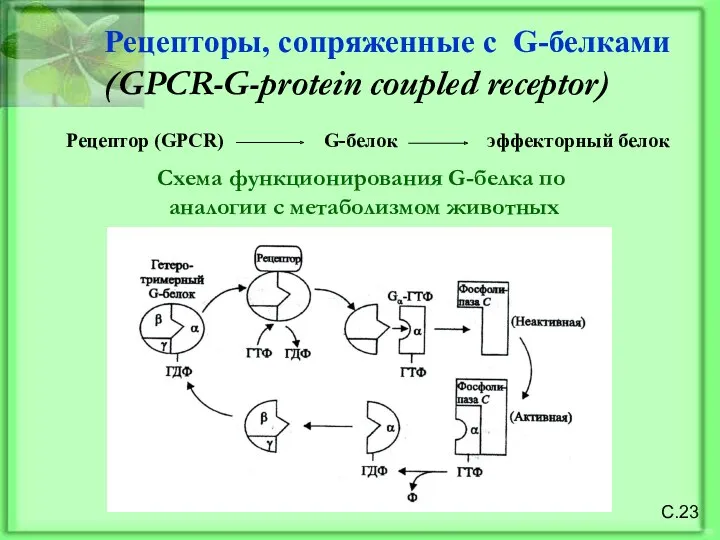 С.23 Рецепторы, сопряженные с G-белками (GPCR-G-protein coupled receptor) Рецептор (GPCR)