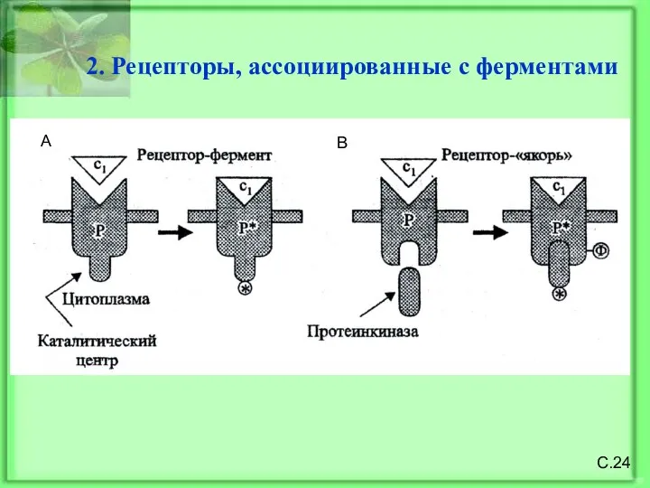 С.24 2. Рецепторы, ассоциированные с ферментами А В