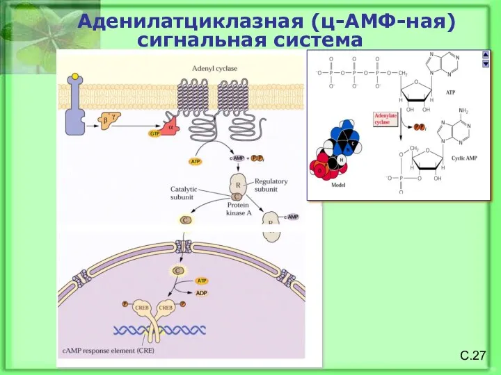 С.27 Аденилатциклазная (ц-АМФ-ная) сигнальная система