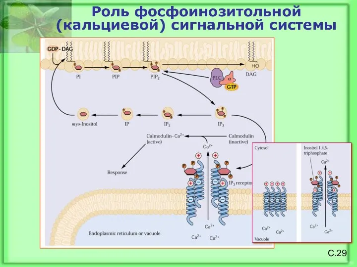 Роль фосфоинозитольной (кальциевой) сигнальной системы С.29