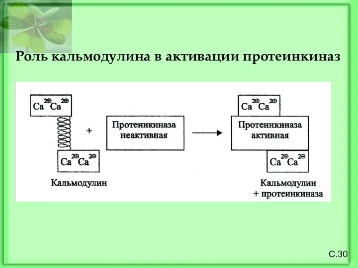 Роль кальмодулина в активации протеинкиназ С.30