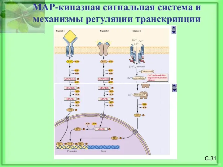 МАР-киназная сигнальная система и механизмы регуляции транскрипции С.31