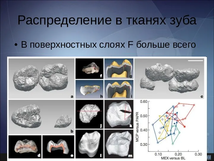 Распределение в тканях зуба В поверхностных слоях F больше всего